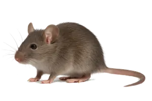 Борба с гризачи