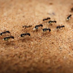 Пръскане срещу мравки в дома