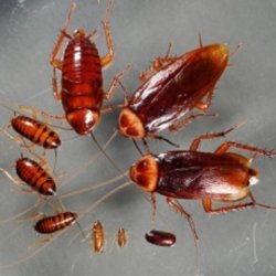 Ръст на хлебарките в Бургас. Има ли превенция?
