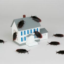 Как работят Къщичките за хлебарки и решават ли проблема?