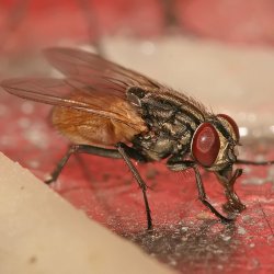 Повече информация за мухите