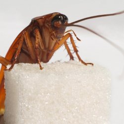 Повече информация за хлебарките