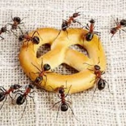Ефикасни ли са домашните методи в борбата с мравките? 