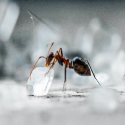 Сол срещу мравки - можем ли да се справим с мравките сами?
