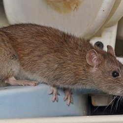 Нападение на мишки и плъхове в края на лятото в Ямбол. Как да се борим с тях?