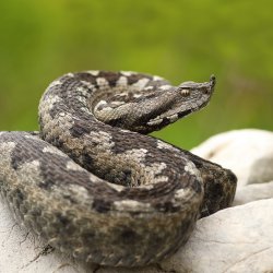 Проговнане на змии